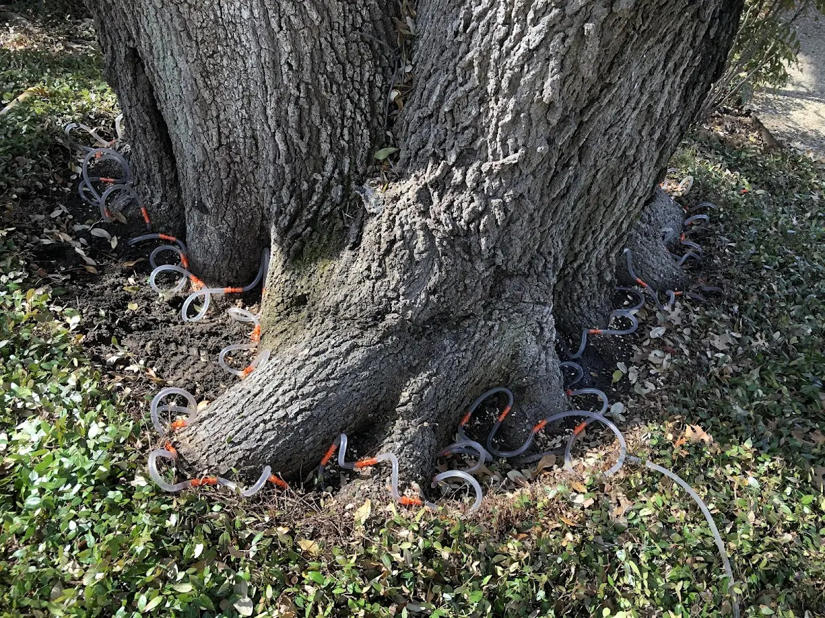 Detailed Tree Cabling and Bracing job site in Richboro