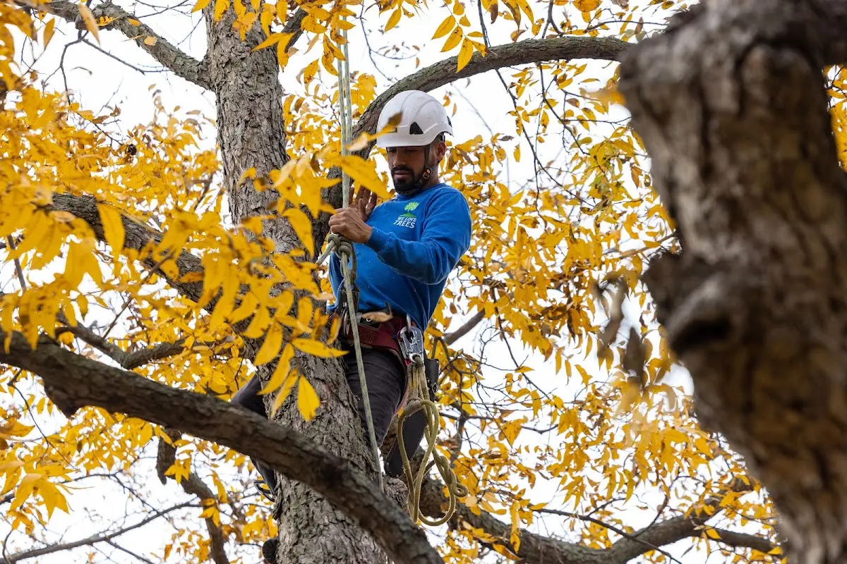 Skilled Tree Trimming crew working in Richboro